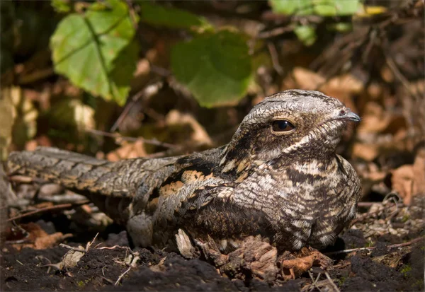 European Nightjar Art Camouflage — Stock Photo, Image