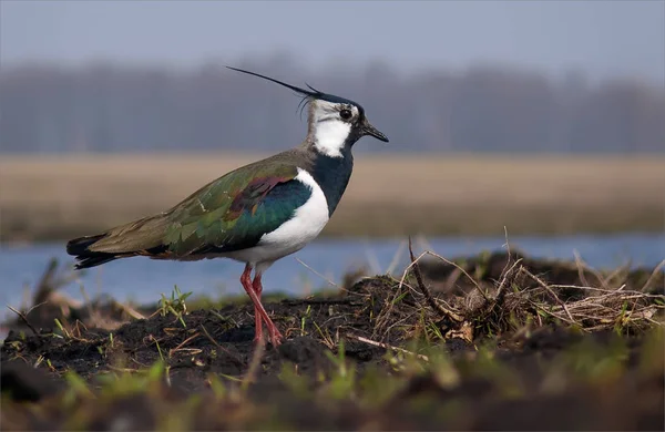 Lapwing Nord Debout Près Étang Dans Les Champs — Photo