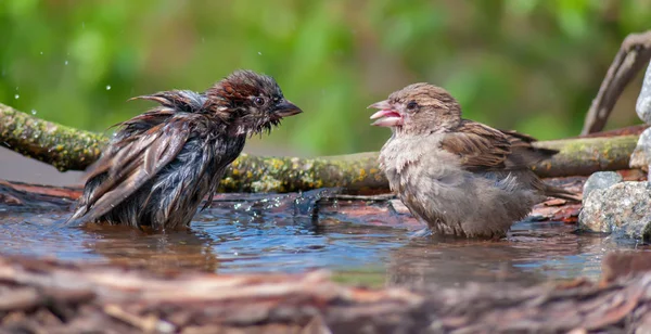 Huis Mussen Spottende Elkaar Een Waterpond — Stockfoto