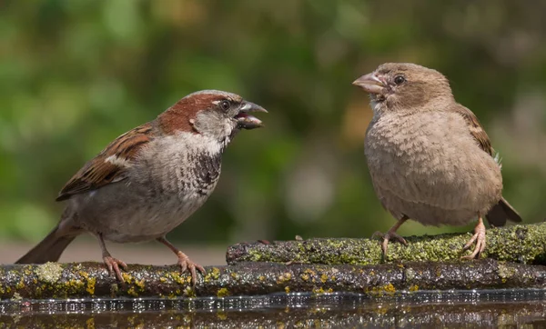 House Sparrows Male Female Mocking Each Other Waterpond — Stock Photo, Image