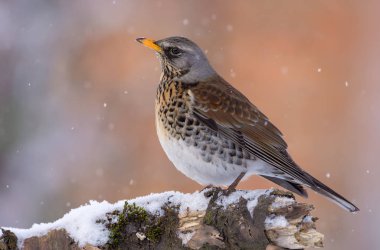 Kış kar yağışı dalında karla kaplı Fieldfare oturur 