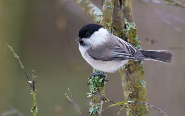 Wiilow Tit perched on lichen covered branch in the winter forest 