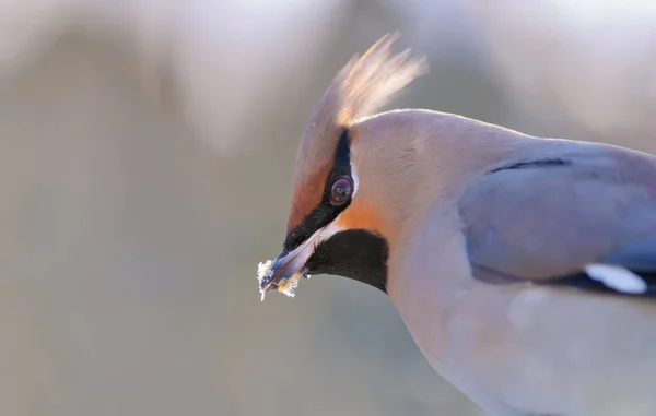 Μποέμ Waxwing Στενή Παγωμένος Πορτραίτο — Φωτογραφία Αρχείου