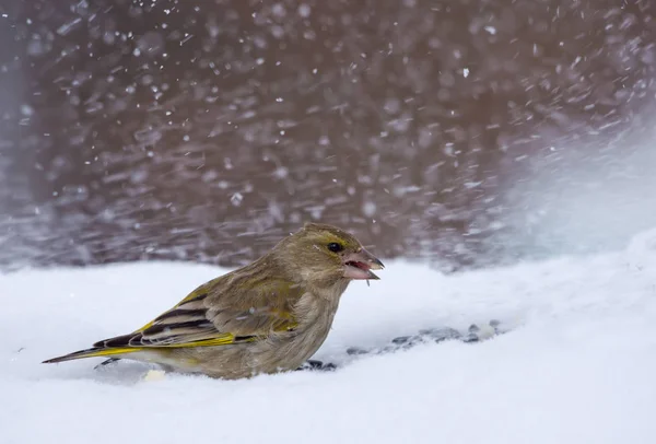Grünfinkenweibchen Ernährt Sich Bei Starkem Winterschneesturm Von Kaltem Schnee — Stockfoto