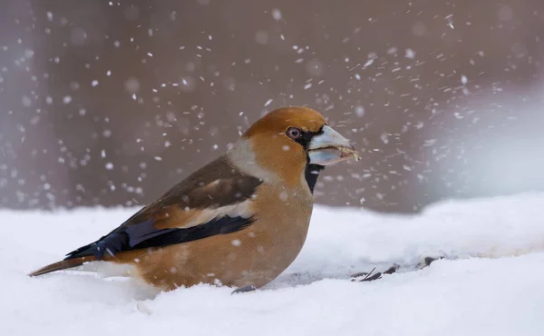 Chardonneret Mâle Est Assis Dans Neige Hiver Cherche Nourriture — Photo