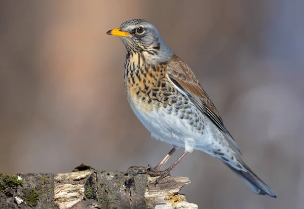 Fieldfare Takes Stance Old Stub Sunny Day — Stock Photo, Image