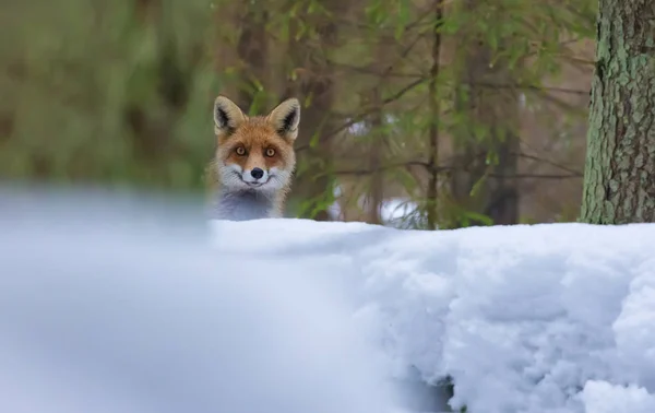 Red Fox Ser Mellan Trädstammar Snörik Vinter Skog — Stockfoto