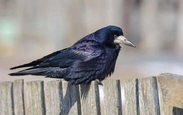 Dreamy Rook Sits Old Looking Fence Beginning Spring — Stock Photo, Image