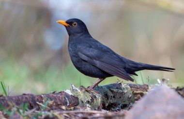 Ortak blackbird yaşlı huş budak yere yakın duruyor 