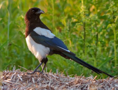 Eurasian magpie stands on hay in the grass field  clipart