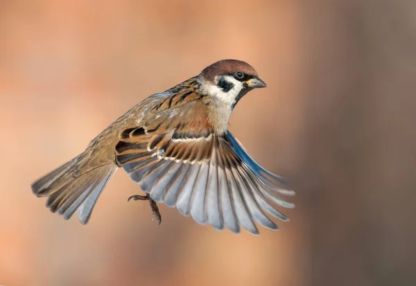 Moineau Des Arbres Vol Grande Vitesse Avec Ailes Tendues — Photo