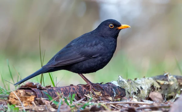 Koltrast Poserar Gamla Gren Skogen Golvet — Stockfoto