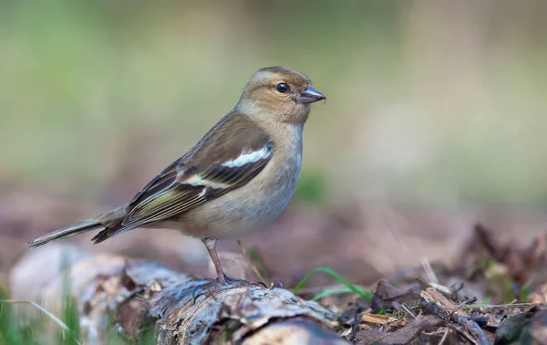 Самка Common Chaffinch Стоит Гнилой Загвоздке Возле Земли Ясном Лесу — стоковое фото