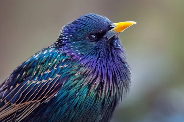 Común Starling Retrato Plano Muy Cerca Con Colores Extremos — Foto de Stock