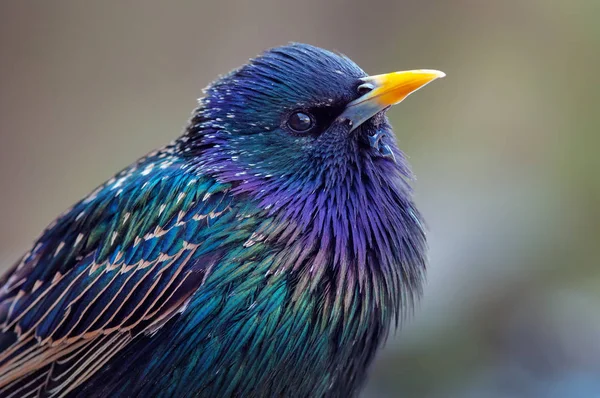 Comum Starling Retrato Tiro Muito Perto Com Cores Extremas — Fotografia de Stock