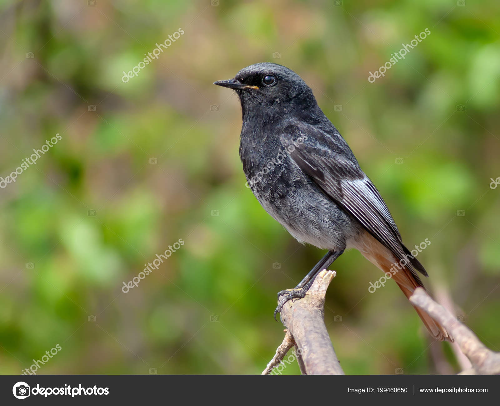 Mâle Rouge Queue Noir Fermer Coup Oiseau Perché