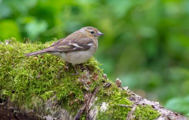 Genç ortak ispinoz yosunlu güdük yeşil orman içinde oturur 