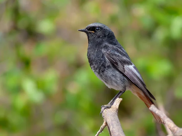 Mannelijke Zwarte Roodstaart Sluiten Schot Van Neergestreken Vogels — Stockfoto