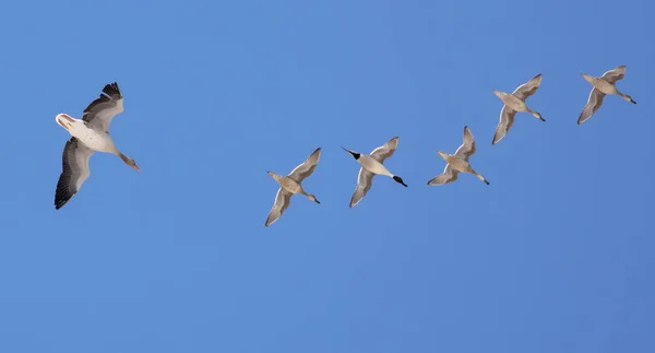 One Greylag goose and a group of Northern Pintails fly in blue sky