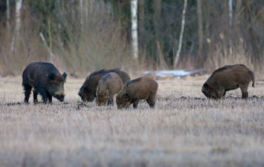 Group of wild boars in search of food on open space field in early spring  clipart