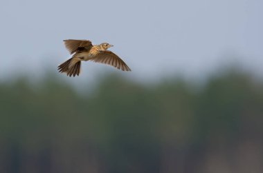 Eurasian skylark flies in sky over the forest edge with stretched wings and sings at the same time his song  clipart