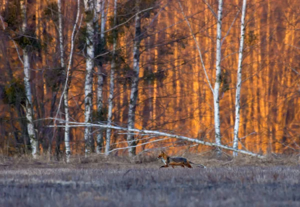 Jacht Red Fox Loopt Door Gras Zoek Naar Prooi Ochtend — Stockfoto