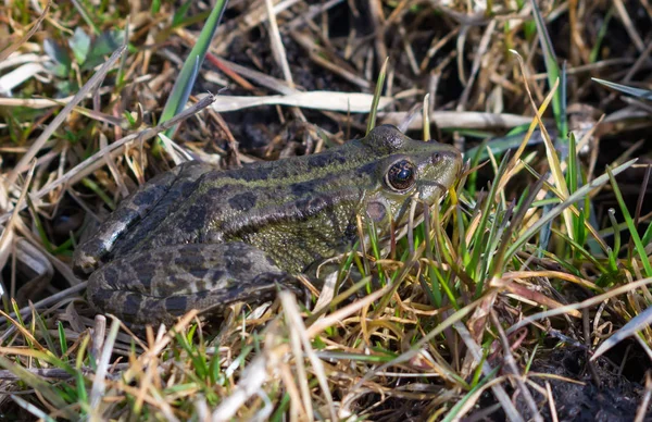 Pool Frog Sits Grass Damp Soil — Stock Photo, Image