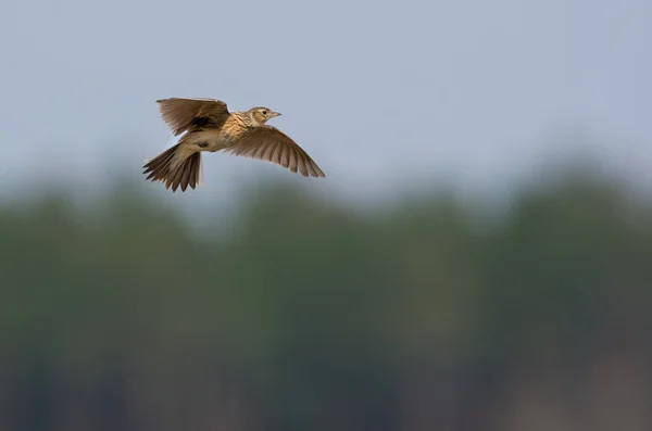 Avrasya skylark gergin kanatlı orman kenar üzerinde gökyüzünde uçar ve aynı zamanda onun şarkı söyler 