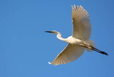 Great White Egret in flight with fully spreaded wings and clear blue sky  clipart