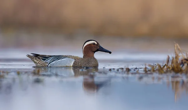 Male Garganey Swims Spring River Clear Quiet Water — Stock Photo, Image