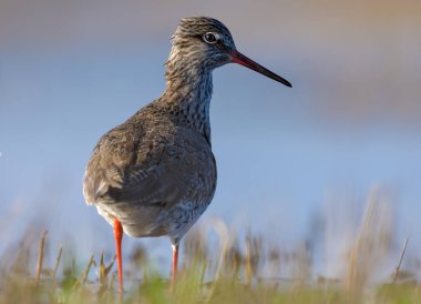 Backlighted ortak Redshank standları yakınındaki bir su backview desteklemek ve açmak 