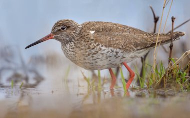 Ortak Redshank çok yakın sıkı atış kaynak suları ile çim havuzda 
