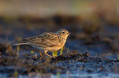 Avrasya skylark sıcak tatlı sabah güneşi alan yerde duruyor 
