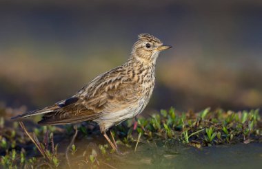 Erkek Avrasya otların arasında poz skylark ve erken ilkbaharda çok yakın atış kum 