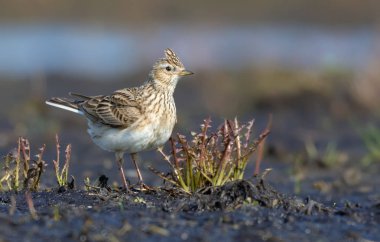 Baharda bazı ot ve bitkiler ile açık alanda yetişkin Avrasya skylark standları 