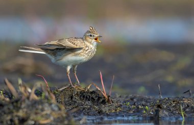 O alanda toprak Dağı üzerinde oturur gibi erkek Avrasya skylark onun bahar şarkı söyler 