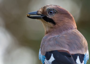 Bayağı alakarga kapatın Gaga, kokmuş bir hata ile poz portre 