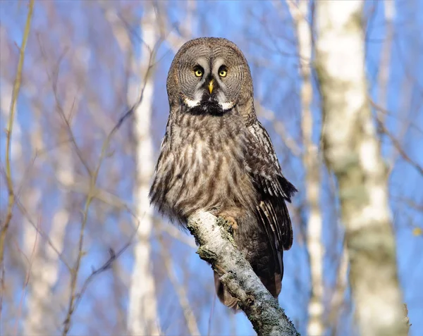 Great Grey Owl Posing Birch Trunk Winter Blue Sky — Stock Photo, Image