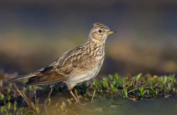 Alouette Europe Mâle Posant Dans Herbe Sable Début Printemps Plan — Photo