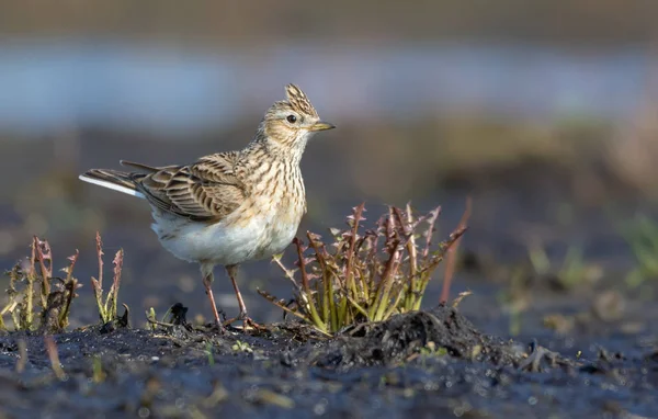 Adulto Eurasian Skylark Stands Campo Aberto Com Alguns Grama Plantas — Fotografia de Stock