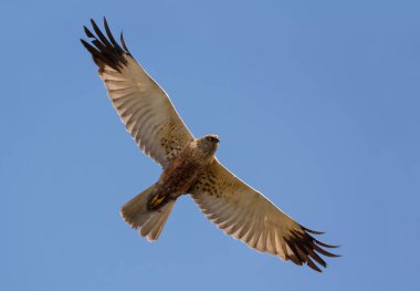 Yetişkin erkek Western Marsh harrier yayılmış kanatlı mavi gökyüzünde yüksek uçuşta soars 