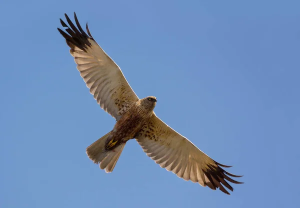 Adulto Masculino Western Marsh Harrier Sobe Voo Alto Céu Azul — Fotografia de Stock