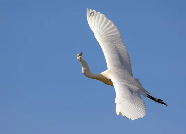 Adult Great White Egret Flies Fully Spreaded Wings Whimsically Twisted — Stock Photo, Image