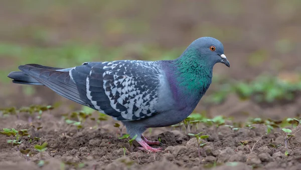 Adult Rock Dove Camina Sobre Terreno Desnudo Con Tierra Marrón —  Fotos de Stock