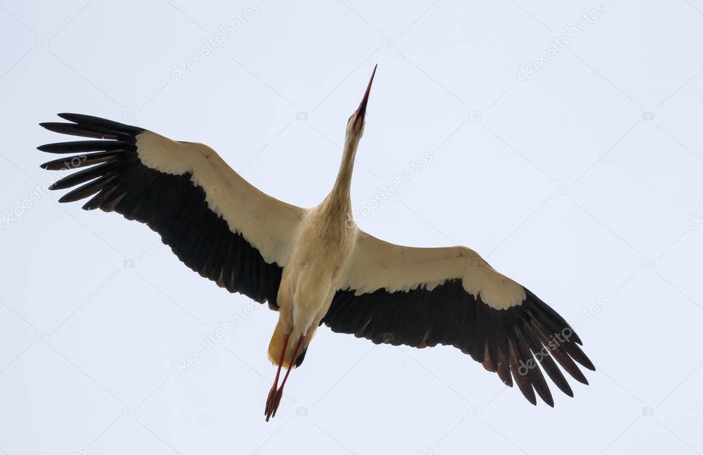 White stork soaring with stretched wings over camera in the light colored sky 