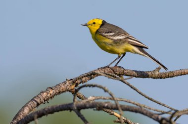 Mavi gökyüzü üzerinde küçük şube üzerinde poz erkek Citrine Kuyruksallayan 