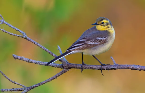 Schöne Weibliche Bachstelze Thront Auf Zweig Mit Ordentlich Lebendigen Hintergrund — Stockfoto