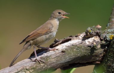 Genç, beyaz boğazlı, kalın bir dala tünemiş, gagası açık, susamış ya da yüksek sesle sesleniyor. 