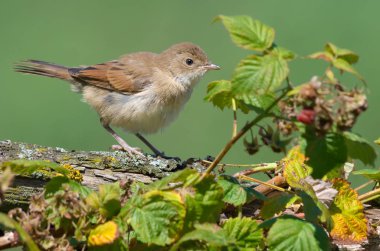 Young Common Whitethroat, ahududu çalılığının yakınındaki eski bir dala tünemişti. 