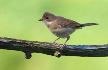 Gün batımında yeşil arka plan ile küçük sopa üzerinde poz Lovely Genç Ortak whitethroat 